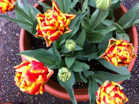 Tulips are almost open