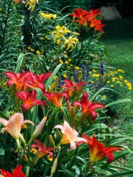 Brightly Coloured Day Lilies.
