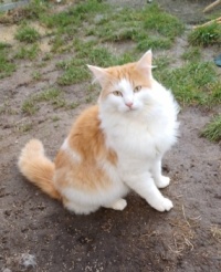 Linus