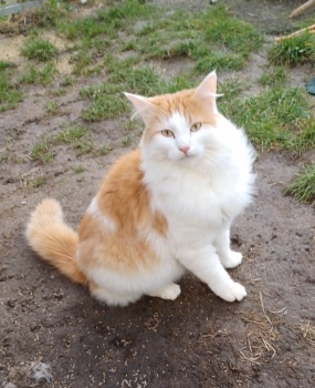 Linus