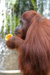 Orangutan With Fruit Treat