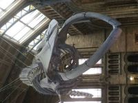 whale skeleton nat hist museum