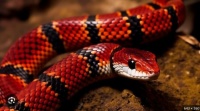 Scarlet King Snake