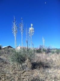 Springtime in Arizona