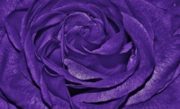 Colorful Purple Flower