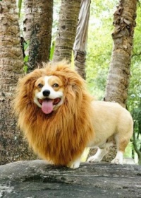 A lion hearted Corgi