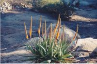 Arizona flowers