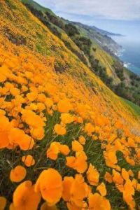 California Poppies at Big Sur