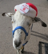 Pongo the Salvation Army Bellringer!