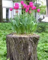 tulips
