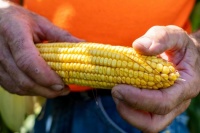 Corn_inspection,_Cornucopia_Farm_in_Scottsburg,_IN_20210812-NRCS-BJOC-063_(51414328100)