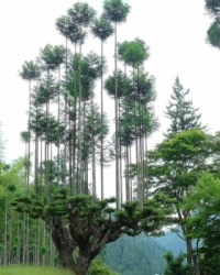 Daisugi - Ancient Japanese Forestry Technique