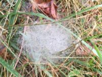STRANGE DEWEY WEB