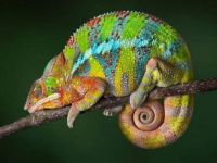 jewel-colored  panther chameleon
