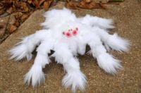 Australian albino spider
