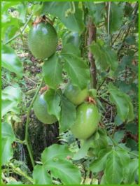 Yellow Panama Passionfruit - not far from being ripe! 