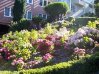 Hydrangeas in San Francisco