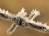 Frost on Barbed Wire