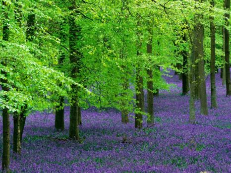 Beeches & Bluebells