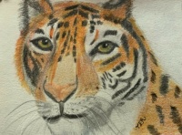 Bengal Tiger