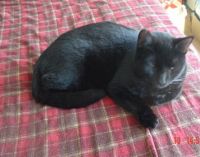 Shadow the Cat
