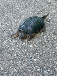 Snapper lost on the golf path