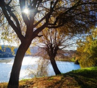 Sunshine through the trees