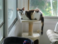 Muttly on the other kitty condo in her porch