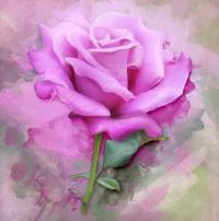 Rose paint
