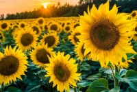 Sunflower Freedom Field
