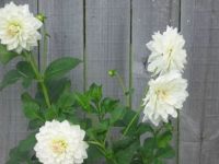 dahlias in flower