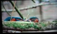 Kingfisher 2. Courting. Think I might be in.