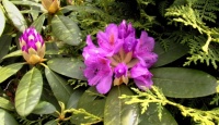 Rhododendron macrophyllum - pěnišník velkolistý.