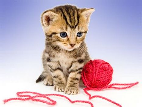 Kitten With Yarn