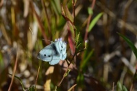 pale blue butterfly