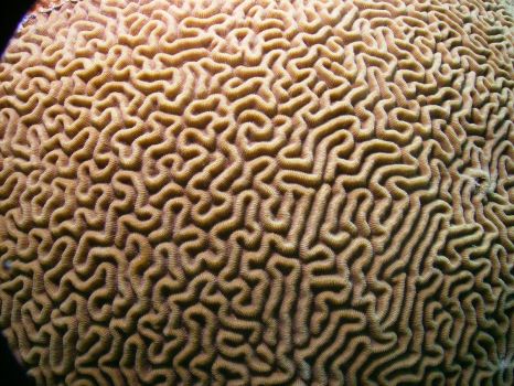 Brain Coral -- Bonaire, Dutch Caribbean