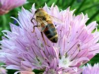 Honeybee on Allium Flower