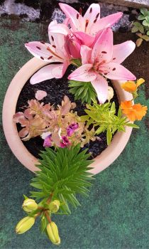 Lilies flowering in a pot