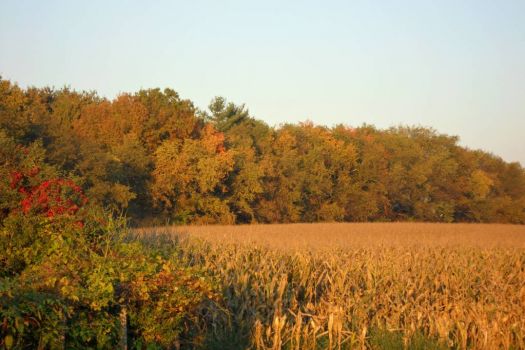 Fall Colors in Ohio