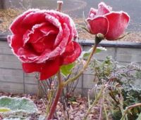Rose in the Frost