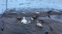 Ducks Playing in the Water While it Snows
