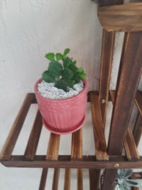 Newly planted cactus on new plant shelve