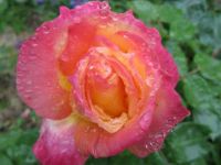 Dew on Rose