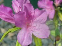 Azalea indica flower           photo - B O'Toole
