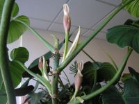 Philodendron subhastatum (?) inflorescence