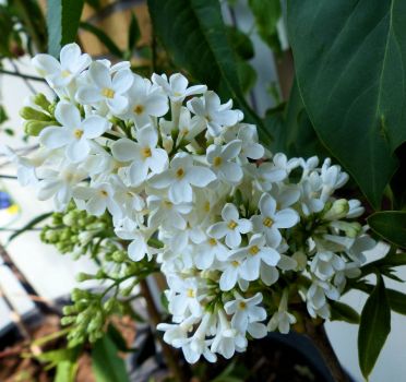 my white lilac (sering)