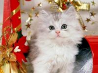 Holiday Kitten