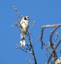 a not too blue jay :)