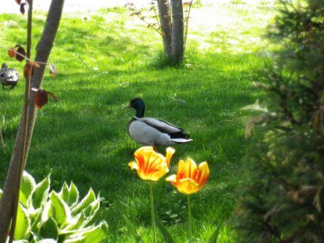 Spring visitors to our garden, every year.
