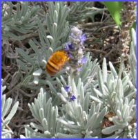 Teddy Bear Bumblebee on Lavender.